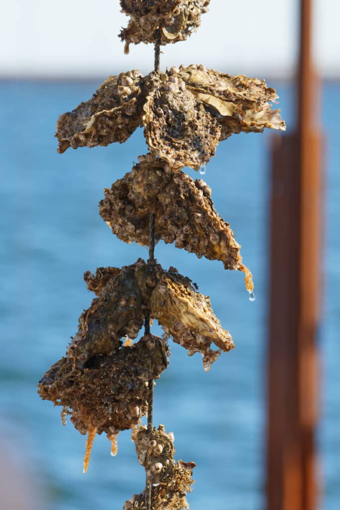 Huîtres d'élevage, cordes et bernacles Huîtres d'élevage recouvertes de bernacles dégoulinant d'eau sur une corde, devant un fond bleu flou.